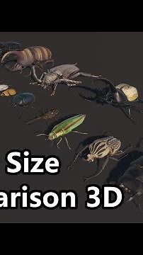 Do you know which are the largest beetles in the world? #Beettle #comparison #insects