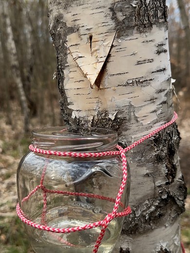Survive the Wild: Collect Fresh Water from Birch Trees