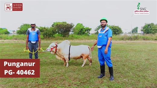 Pure Breed. Built for Resilience. Meet PG 40462—a promising Punganur bull, representing one of India’s most compact and efficient indigenous breeds. ✅ Compact Frame: Small size, high adaptability ✅ Pure Traits: True Punganur breed character preserved ✅ Farmer-Friendly: Ideal for smallholders and low-input systems ✅ Sustainable Lineage: Known for maintenance efficiency and longevity #PunganurCattle #PunganurBull #DesiCattle #IndigenousCattle #NativeBreed #IndianCattle #BreedConservation #AnimalGe