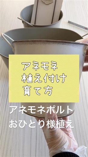 【アネモネポルト】おひとり様植えDAISO鉢How to raise anemone#shorts #ガーデニング初心者 #ガーデニング #植え付け #flowers #gardening