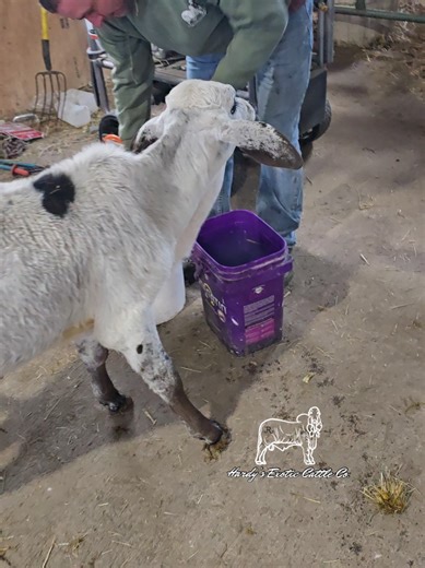 Adopt Adorable Bottle Calves Ready for a New Home