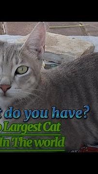 Top 10 Largest Cat Breeds In The world