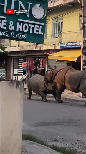 Nepal की सड़कों पर जब भिड़ गए दो Rhinos | Viral Video |