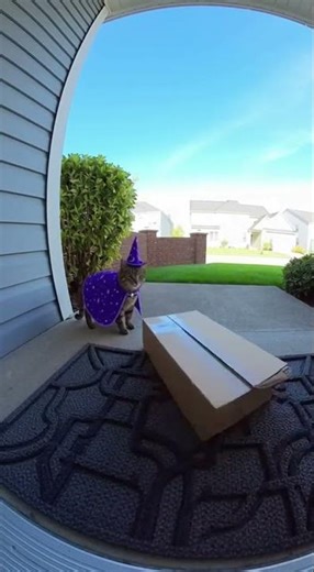 ¡El Gato Mago Hace Magia en la Puerta!