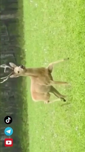 Cri du chevreuil (aboiement) #roedeer #wildlife