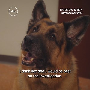 109K views · 5K reactions | The Bodyguard, but instead of Kevin Costner it's Hudson & Rex ‍♂️ | U&Alibi | Facebook