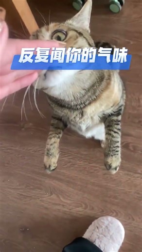 The Ultimate Cat Goodbye Sign: Every Owner Must Know