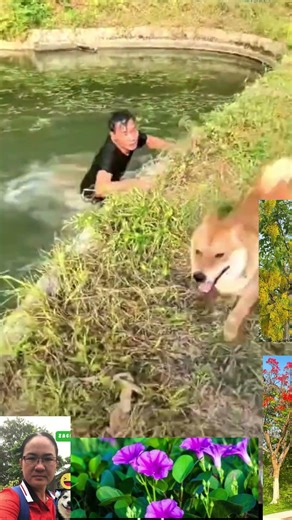 Hai Chú Chó Bỏ Chạy Sau Khi Chủ Rớt Xuống Ao