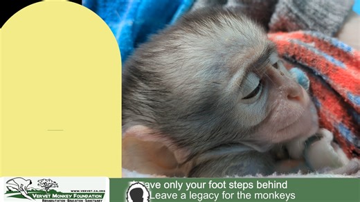 Remy and Samber, two adorable baby monkey orphans with unique and touching stories. Remy faced a tragic accident that took his mom, resulting in a broken arm, while Samber's journey possibly involves the heartbreaking consequences of hunting. 🌈🐵 #BabyMonkeyOrphans #Resilience #HopefulJourney | The Vervet Forest