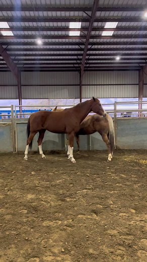 Nighty Night Routine for the Mares - Vlog