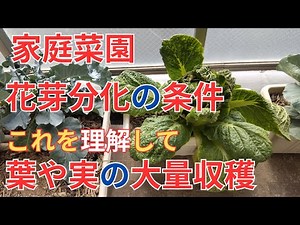 12/17【家庭菜園】野菜の花芽分化 色々な野菜のツボミが出来始める花芽分化の条件を調べてみました