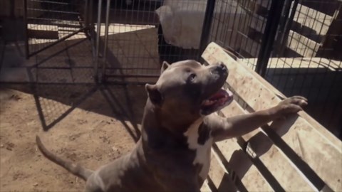Super buff American Bully playing around