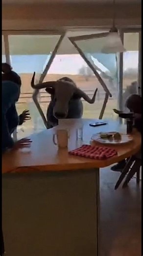 Bull breaks mans house! Woman crying!
