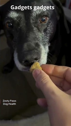 Best Dog Multivitamin on Amazon? Zesty Paws Review