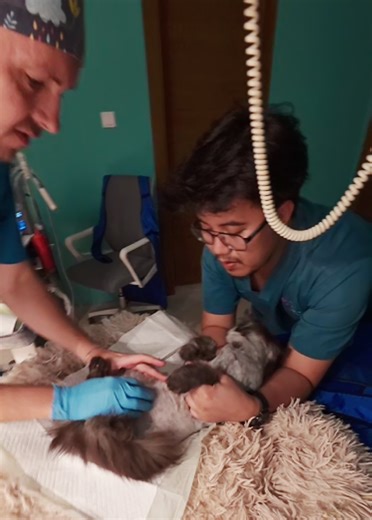 Rosa's Veterinary Update: Cystocentesis Procedure Explained