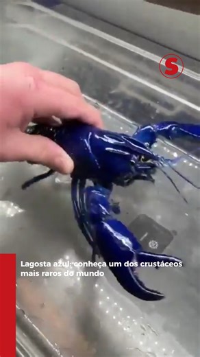 Estima-se que 1 em cada 2 milhões de lagostas-americanas (Homarus americanus) nasça com uma coloração azul. Isso ocorre por causa de uma mutação genética rara que faz com que o animal produza um pigmento chamado crustacianina. Embora sejam raras, registros delas não são tão incomuns porque cerca de 200 milhões de lagostas são capturadas todos os anos nas costas dos EUA, ou seja, espera-se que pelo menos 100 das azuis sejam encontradas anualmente. | Revista Superinteressante