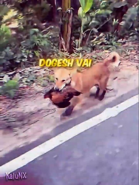 Dogesh Vai Lost His Lunch😭