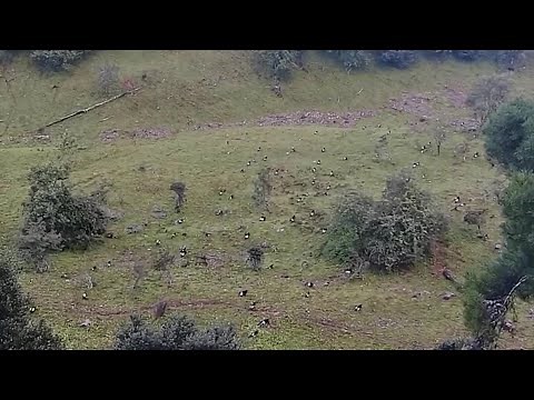 キンシコウ２００匹以上の地上移動を撮影 雲南省