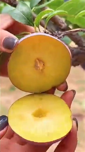 Wonderful fruits that bring relaxation 55 #satisfying #nature #fruit #farming #vegetables #foryou🍒🍎