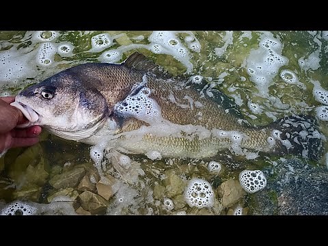 TASTY Freshwater Drum (how to Catch Clean & Cook Sheepshead)