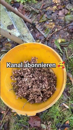 Bienenbaum-Samen zu verschenken, Kanal abonnieren 😊