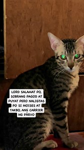 SOBRANG SALAMAT PO LORD, MAGALING NA SI MOISES AT TAKBO, ANG CARRIER NG PÄRVÔ. #nanaykabalahibo #nanayng4angpaa | Nanay Kabalahibo