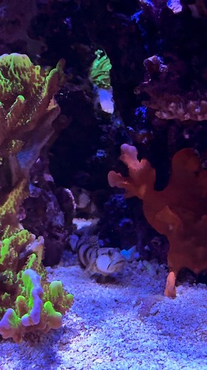 The watchman gobies have found a new home under the middle rock structure. And the yellow one of the pair now has also turned white! #reeftank #reefaquarium #coralreef #eatsleepreef #saltwateraquarium #reefkeeping #yellowwatchmangoby #reeffish | Rebel Reef