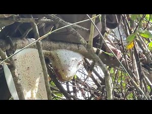 Lucky to Find a Massive Beehive Early in the Season #WildHoney #HoneyHarvest #JungleAdventure