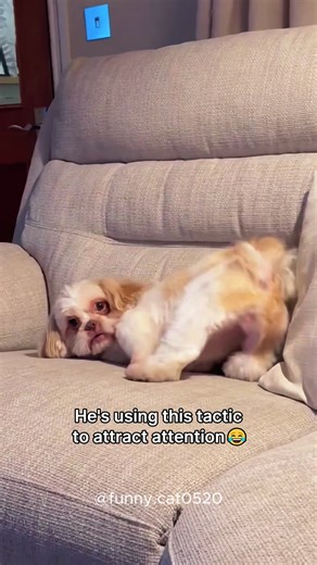 This Pup Has No Manners! 😂#dog #pet #funnyvideos #foryou #fyp | funny dog videos