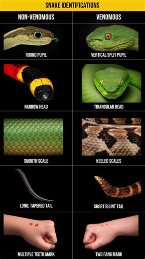 Never Mistake These Two Snakes Again #snakeidentification #tutorial