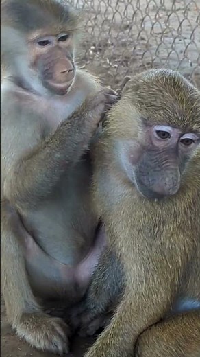Rescued Baby Baboons Grooming at the Born Free Primate Sanctuary | #shorts #animalsanctuary #monkeys
