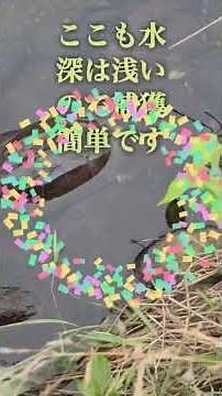 ミドリガメやクサガメの捕獲難易度と、水深の関係。浅いほど簡単で、深いほど難しい。 #ミドリガメ #クサガメ #ミシシッピアカミミガメ #外来種亀 #外来種駆除 #ミドリガメ 駆除