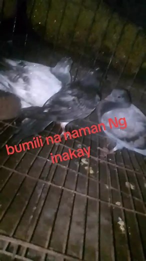 jipoy loft tv (@jinprexjipoy211)’s videos with suara asli - Ziziel