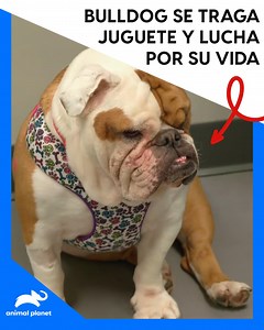 Conoce la emocionante historia de Yuki, una bulldog que experimenta un malestar estomacal alarmante | Animal Planet Latinoamérica