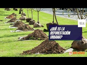 Agenda Sustentable: ¿Qué es la Reforestación Urbana?