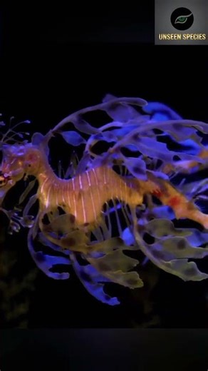 The Ocean’s Most Beautiful Ghost: The Leafy Seadragon
