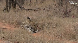 Untamed Territory: Hyenas, Giraffes, Bears & More in the Wild Bush