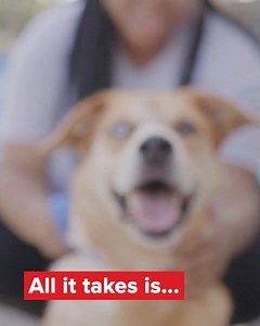 PetSmart Charities of Canada’s first National Adoption Weekend of 2020 starts Friday! If you’ve been considering adopting a pet in need, visit your local PetSmart location Feb. 28 to Mar. 1 to meet all the furry, scaly and feathered friends looking for a loving home. | PetSmart