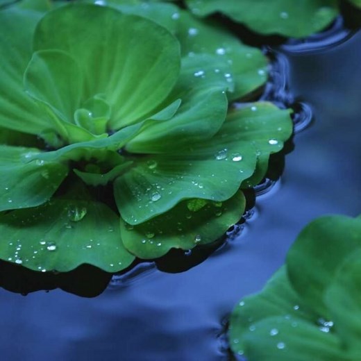 Why do Plants Float? The Facts Explained - Flourishing Plants