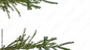 Christmas tree branches at the edges of the screen on an isolated white background