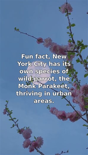 NYC's Unique Wild Monk Parakeets