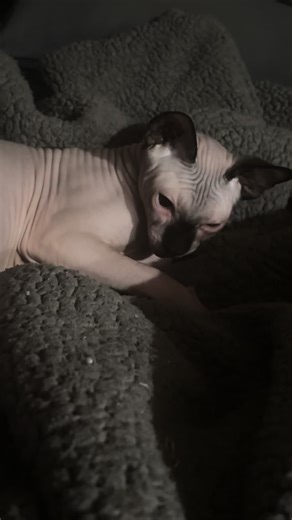 Silly Moments with a Sphynx Cat