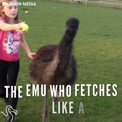 This Emu Loves To Play Fetch Just Like A Dog