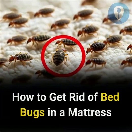 Step - by - Step Guide to Getting Rid of Bed Bugs in Your Mattress | Feedy