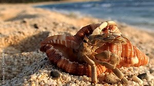 Amami Oshima, Japan - A Hermit Crab at Tomori Beach at Amami Oshima, Kagoshima, Japan
