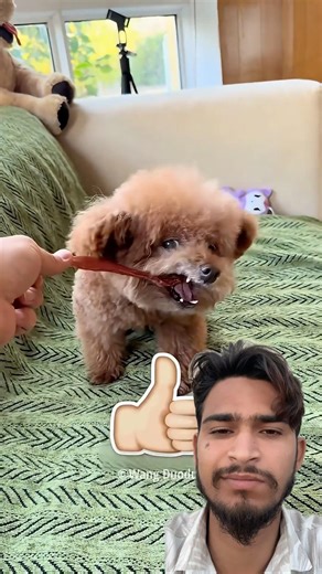 Find the Real Dog Challenge! 🐶 Only One Is Real! 😛#shorts