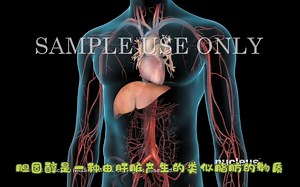 LDL与HDL你搞清楚了吗？