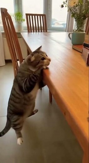 "Cat’s Epic Jump Fail in Slow Motion 😂 | Funniest Cat Slip Caught on Camera!"