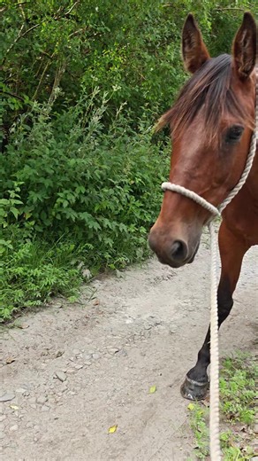 Kids Skiing Adventures: Tack Up the Fun with My Horse