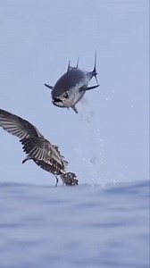 25K views · 303 reactions | Birds getting flying lessons from the Bluefin!  Photo by Delaney Trowbridge Photography Bluefins are the largest tunas and can live up to 40 years. They may reach as much as 990 lb (450 kg) in weight and 10 ft (3 m) in length. These speedy and agile fish can swim as fast as 40 mph (65 kph), and dive deeper than 3,000 feet (~915 m). #bluefin #tuna #MarineEcology #OceanScience #oceanlife | Ocean Conservation Research - OCR | Facebook